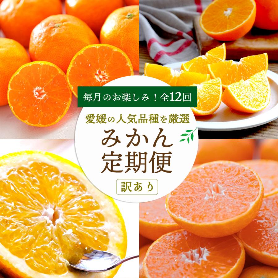 プレゼント みかん かんきつ 定期便 全12回 訳あり ご家庭用 愛媛産