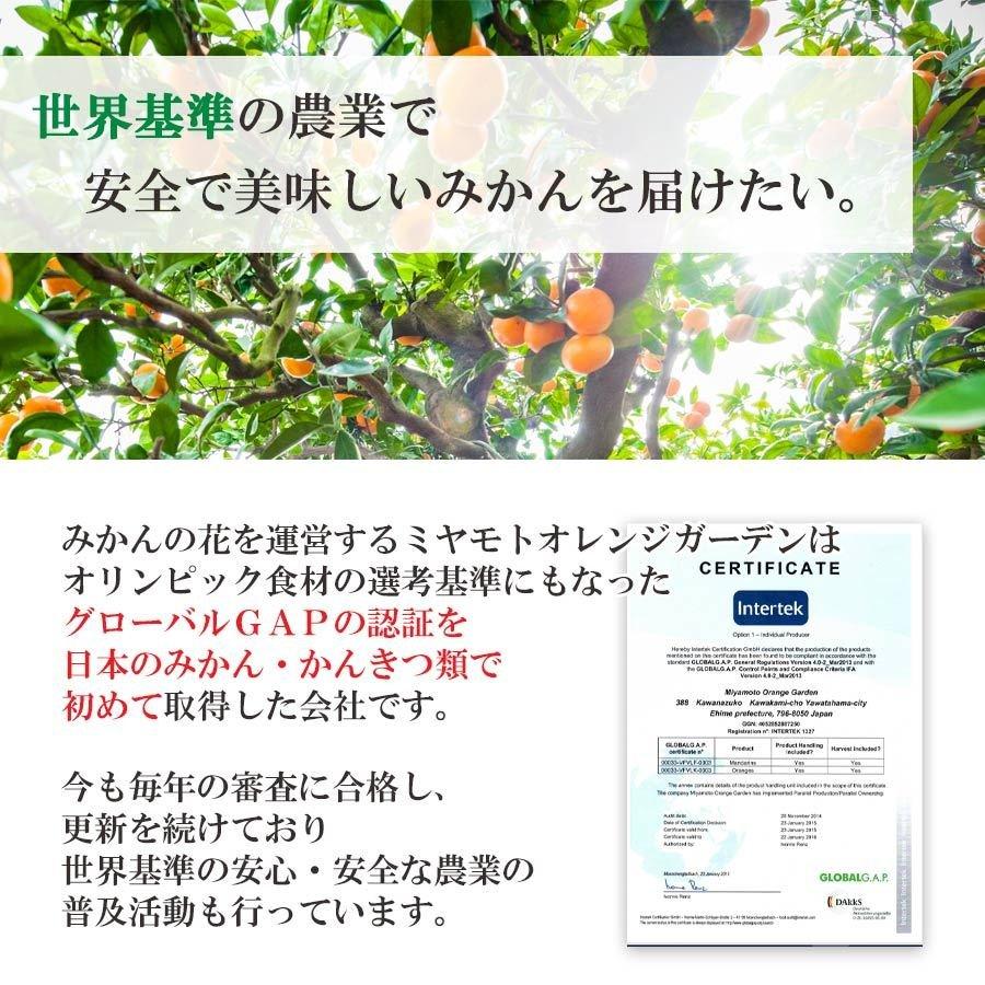 父の日 プレゼント みかん かんきつ 定期便 全12回 訳あり ご家庭用 愛媛産  高級 希少 まどんな 甘平 せとか 頒布会 010102501201｜mikan-hana｜10