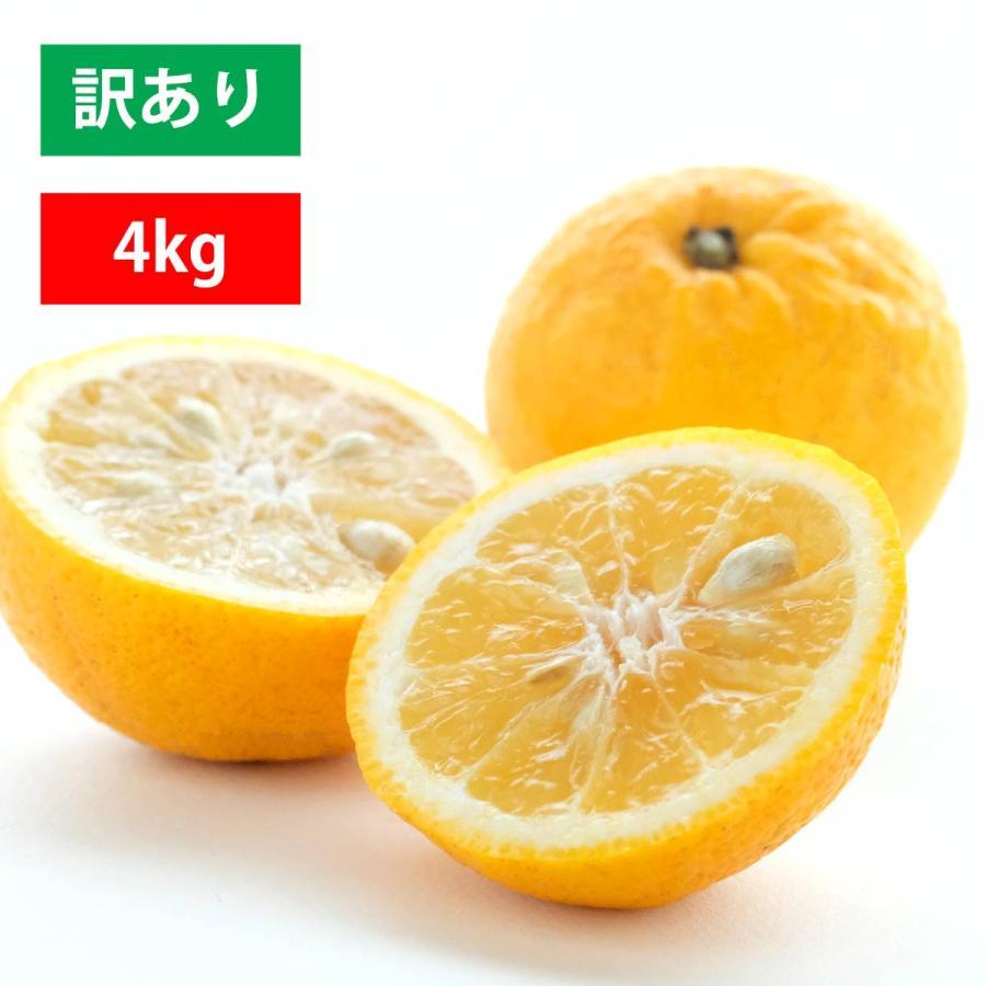 ミヤモトオレンジガーデン みかん ニューサマーオレンジ 訳あり 4kg