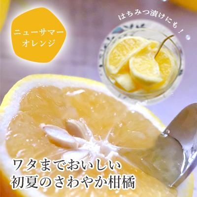 ミヤモトオレンジガーデン みかん ニューサマーオレンジ 訳あり 4kg