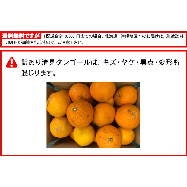 訳あり 清見 タンゴール 10kg送料無料⇒清見 オレンジ☆大人気の日本