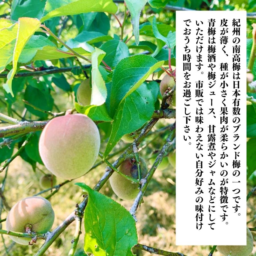 11.和歌山県産　南高梅　青梅2L5キロ　秀品　送料込み 青梅 南高梅 5kg 2Lサイズ 秀品 直送 梅干し 梅酒 梅シロップ