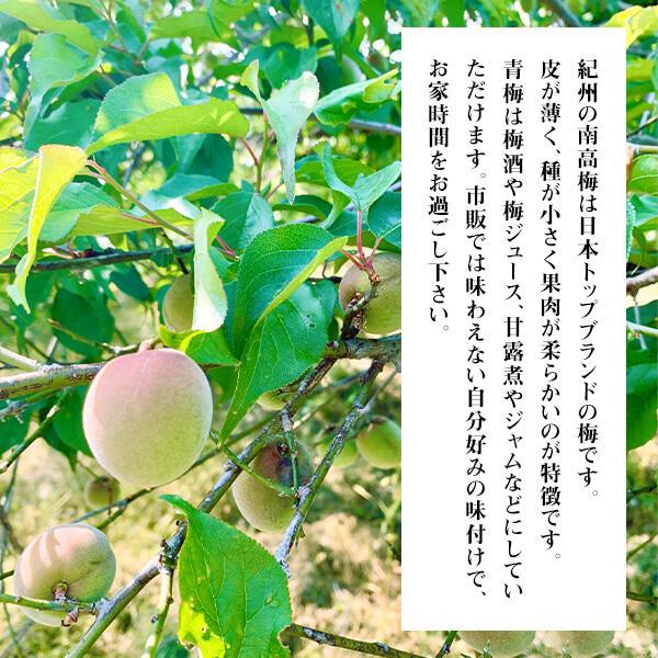 送料無料 冷凍 南高梅 青梅 10kg 5kg 3kg 秀品 2LorL 和歌山県産 紀州