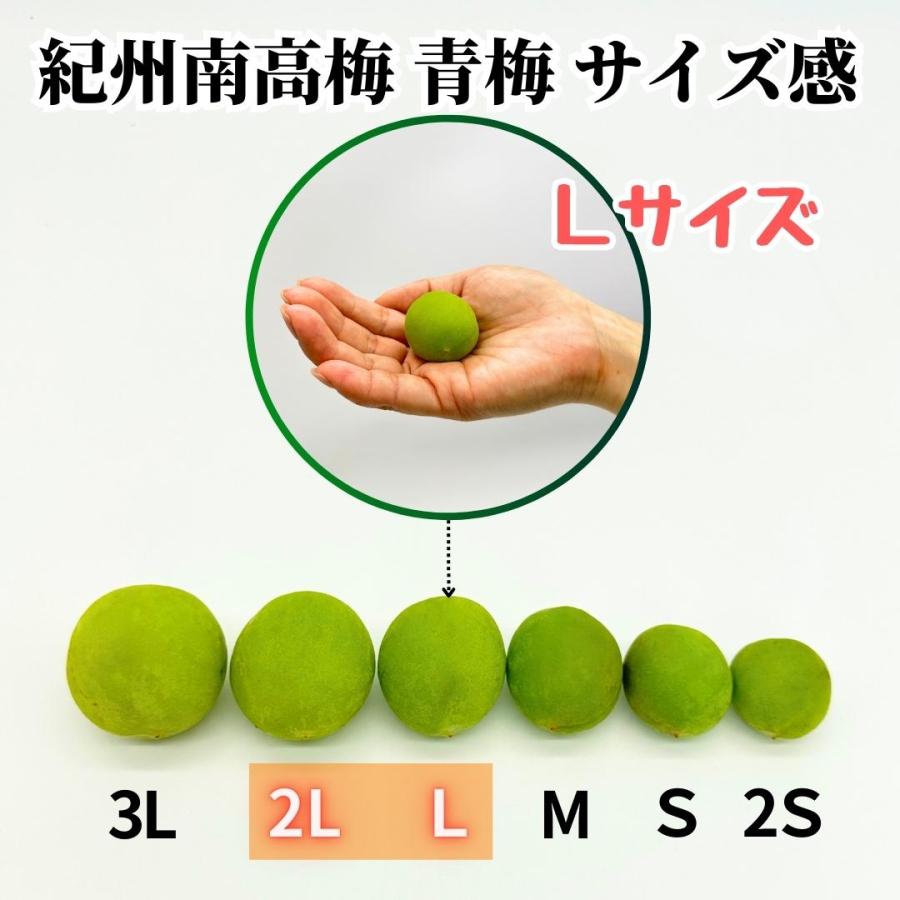 22.和歌山県産　南高梅　青梅2L5キロ　秀品　送料込み 冷凍 南高梅 青梅 5kg 秀品 2LorL 和歌山県産 紀州有田の南高梅