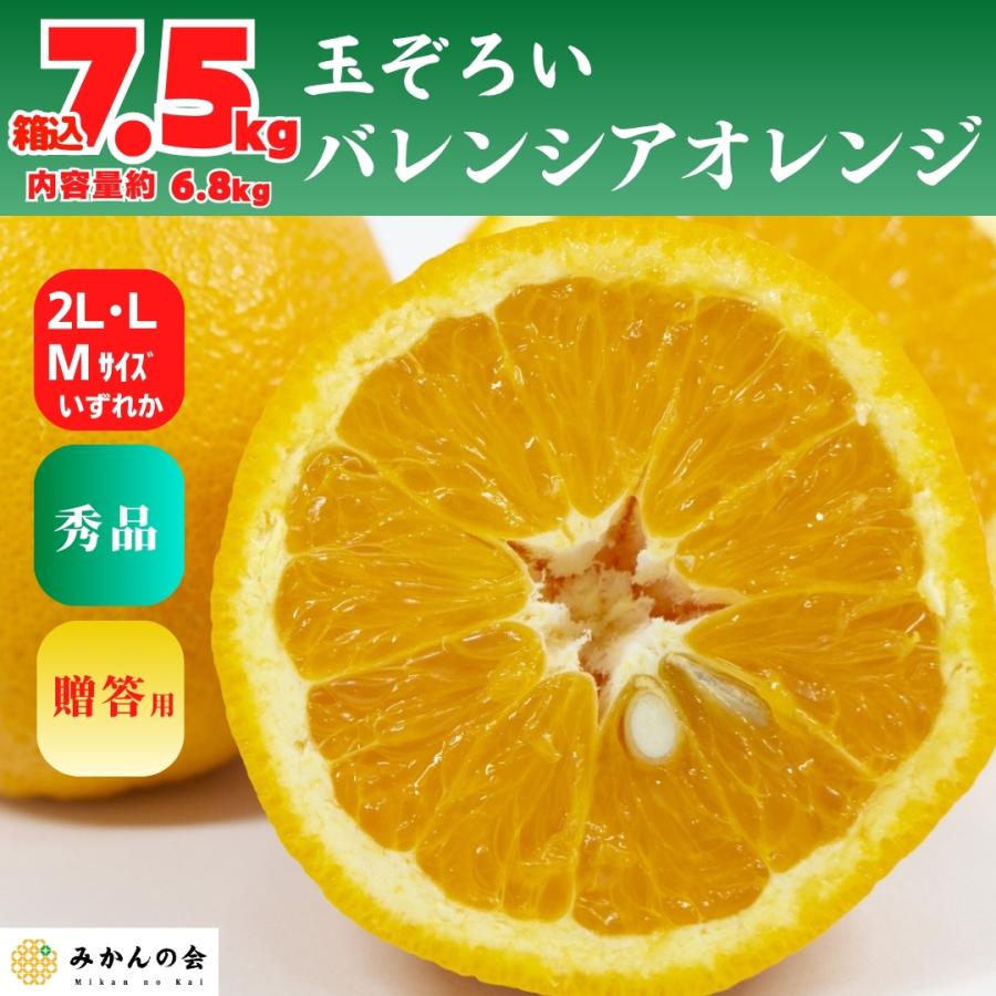 バレンシアオレンジ 国産 玉ぞろい 秀品 箱込 7.5kg (内容量 6.8kg ) 2L L M サイズのいずれか 和歌山県産 産地直送 【みかんの会】 | 