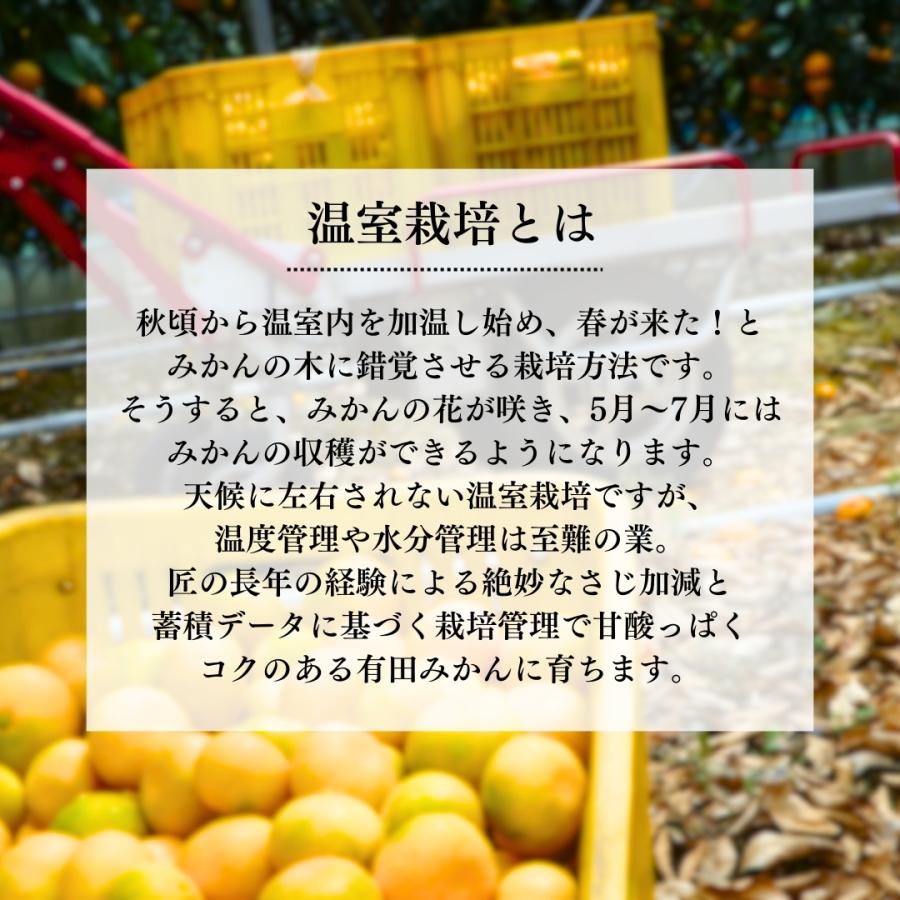 【母の日ギフト先行予約】ハウスみかん 温室栽培 夏の有田みかん 1kg 秀品 L M Sサイズのいずれか 和歌山県産 産地直送 【みかんの会】｜mikannokai｜03