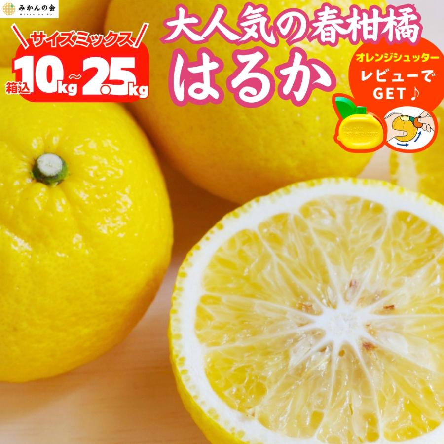mmmはるか&パール柑20kg はるか約5kg-家庭用 | のま果樹園