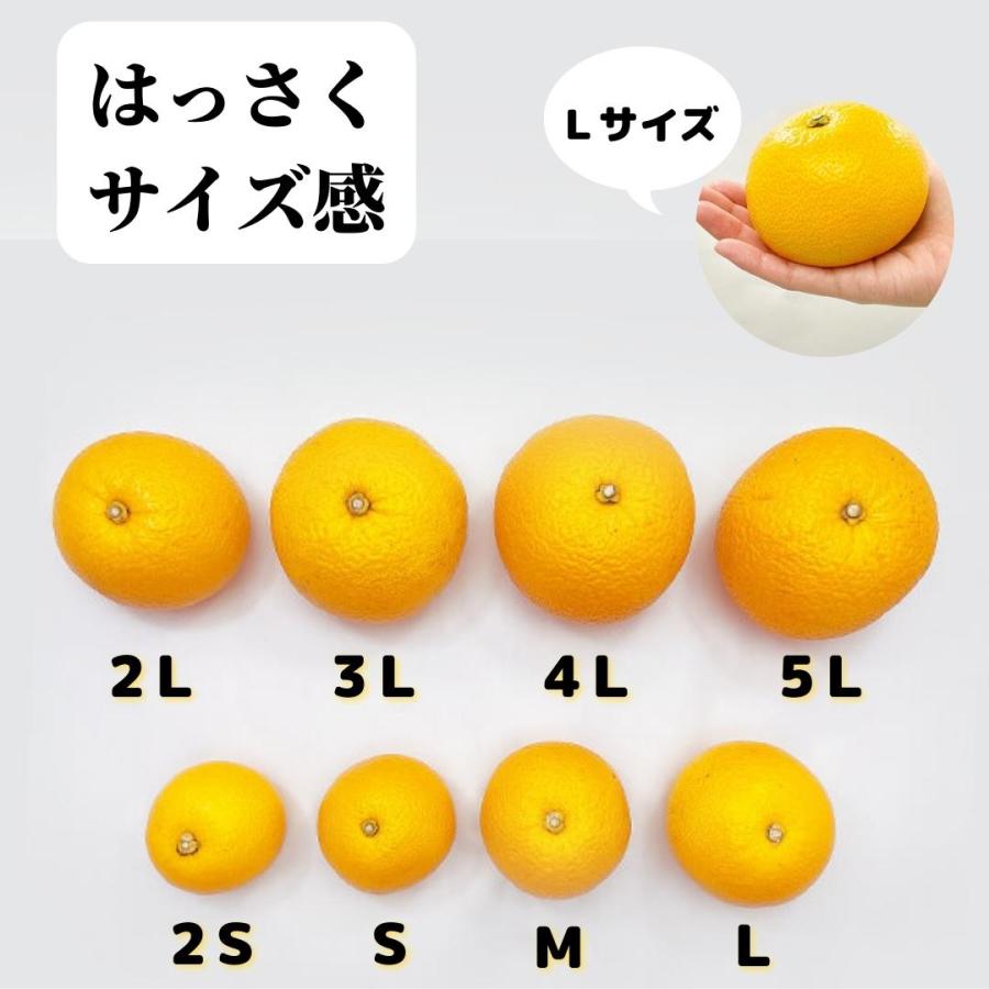 八朔 (はっさく) 大玉 どっこいしょ 箱込 10kg (内容量約 9.2kg