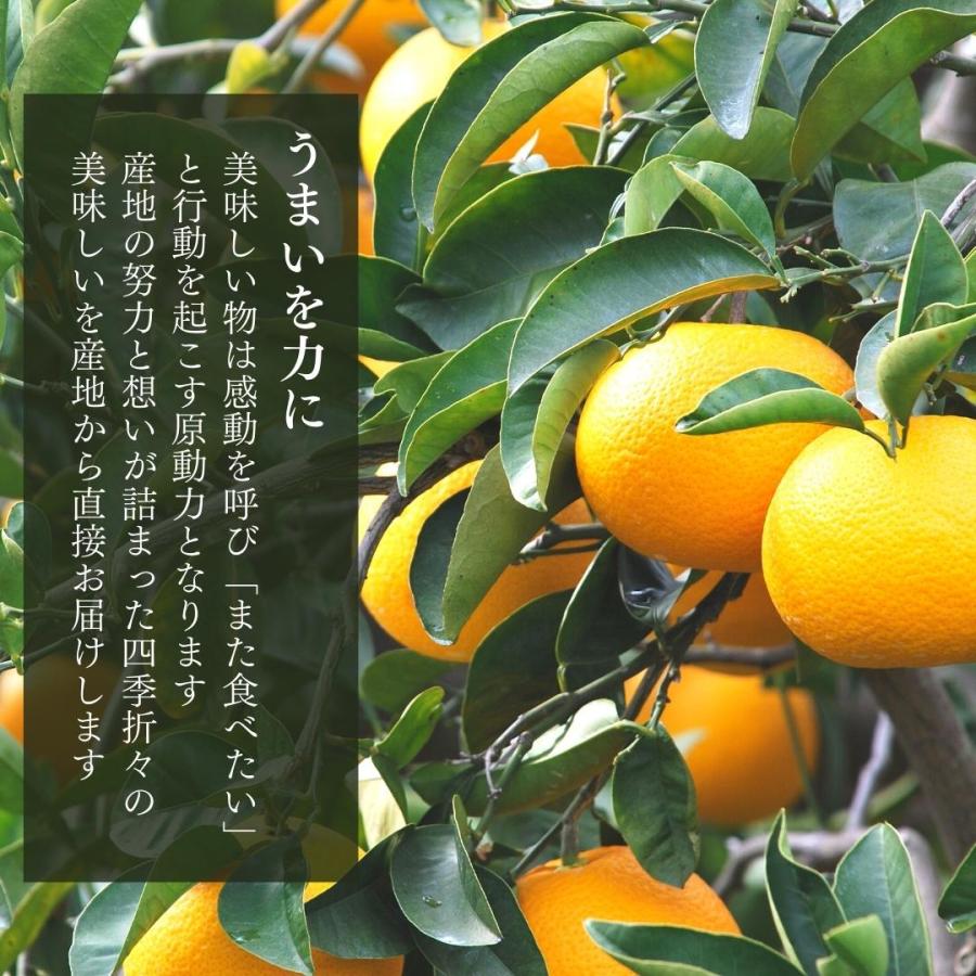 訳あり それでも 八朔 (はっさく) 箱込 5kg(内容量約 4.4kg) サイズ