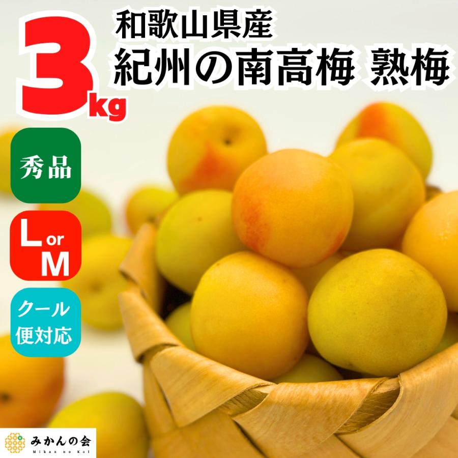 熟梅 南高梅 3kg 秀品 L/Mサイズのいずれか 紀州和歌山県産 産地直送 クール便対応 梅干し用 梅ジャム用 【みかんの会】 | 