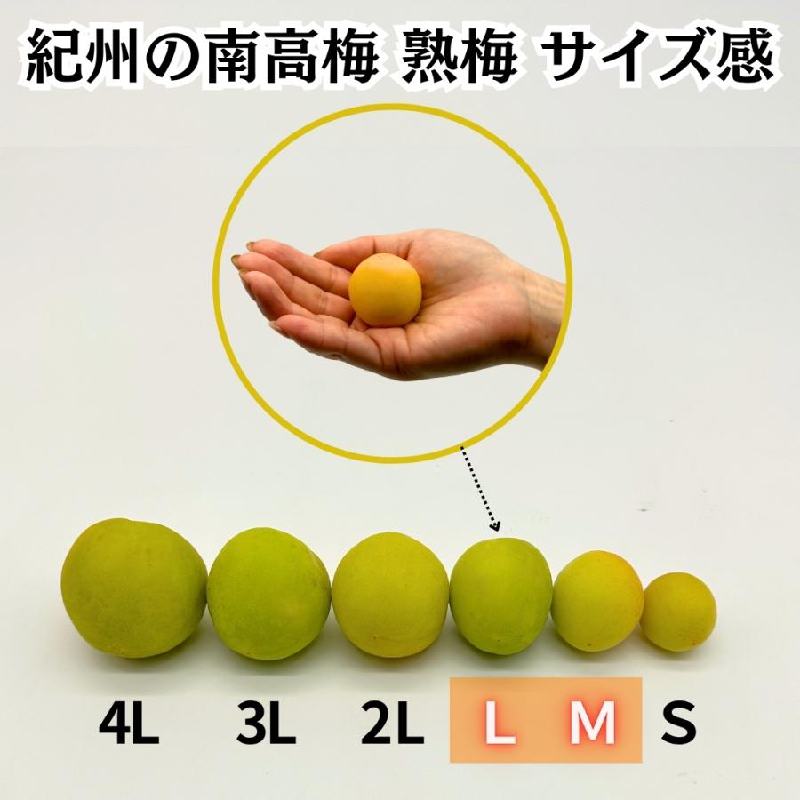 熟梅 南高梅 3kg 秀品 L/Mサイズのいずれか 紀州和歌山県産 産地直送 クール便対応 梅干し用 梅ジャム用 【みかんの会】 |  | 02