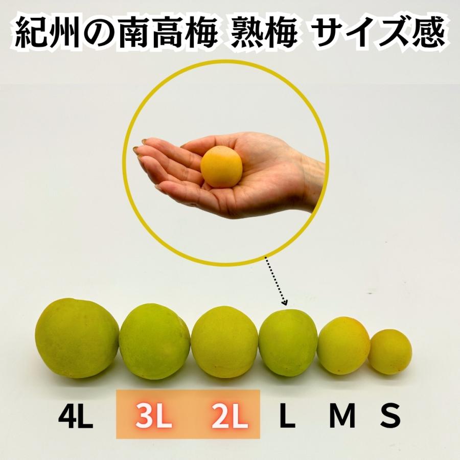 熟梅 南高梅 3kg 秀品 3Lor2Lサイズ 紀州和歌山県産 産地直送 クール便対応 梅干し用 梅ジャム用 【みかんの会】 |  | 02