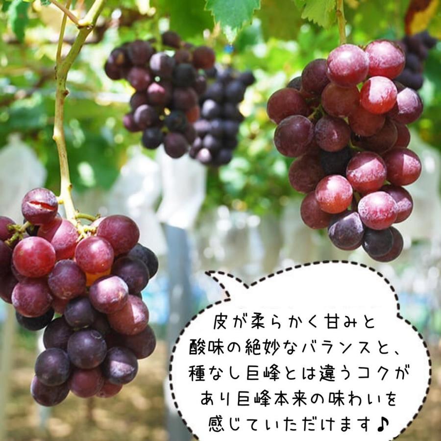 巨峰 種あり 3kg (5-9房) 2kg (3-6房) 1kg (2-4房) 千葉山 和歌山 産地
