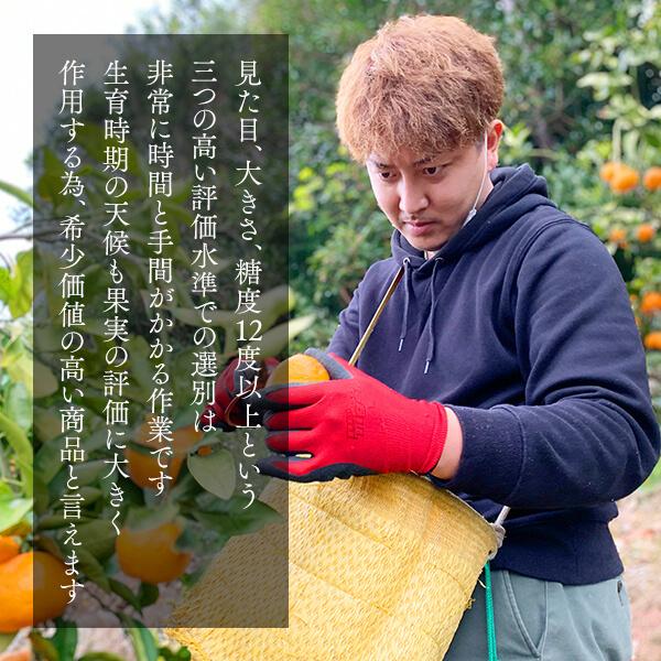 ※2025年度先行予約 みかん めっちゃ甘いんじゃ 糖度12度以上 箱込2kg（内容量2.1kg） 特選品 M S 2S サイズのいずれか 11月15日より出荷 和歌山産 産地直送 S品 |  | 02