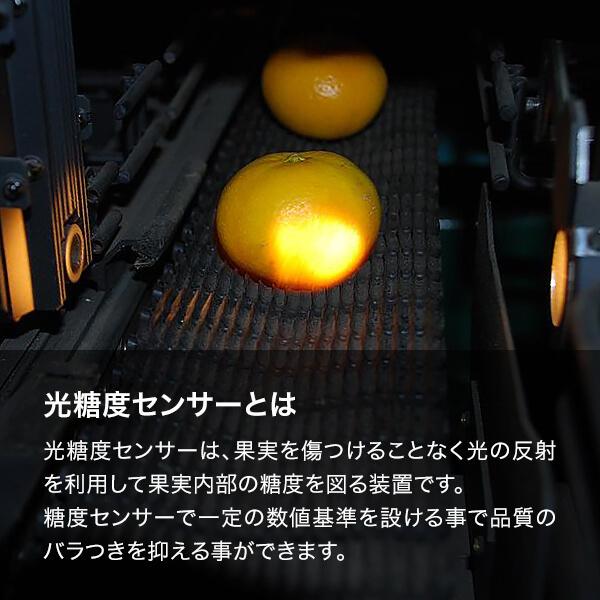 ※2025年度先行予約 みかん めっちゃ甘いんじゃ 糖度12度以上 箱込2kg（内容量2.1kg） 特選品 M S 2S サイズのいずれか 11月15日より出荷 和歌山産 産地直送 S品 |  | 03