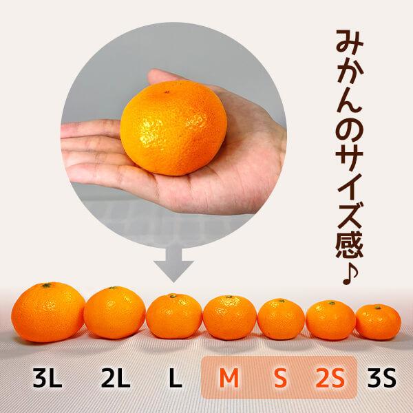 1.和歌山 有田 せとか Mサイズ 箱込み重量5kg×2 みかん めっちゃうまいんじゃ 木箱入 箱込5kg 3kg M S 2S サイズの