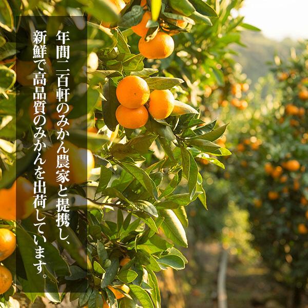 数箱のみ‼️少し早い木熟南高梅　大玉4L3Lサイズ　5kg みかんキング 人気サイズ‼️少し早い木熟南高梅 秀品Lサイズ 5kg みかん