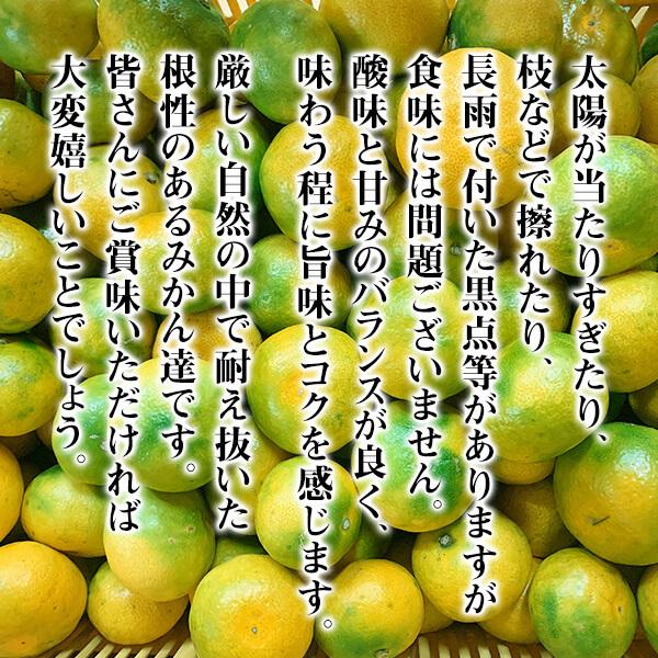 【先行予約】訳あり それでも 極早生 みかん 箱込 2.5kg (内容量 2.3kg) サイズミックス 【10月10日より出荷】和歌山県産 有田みかん 【みかんの会】｜mikannokai｜03