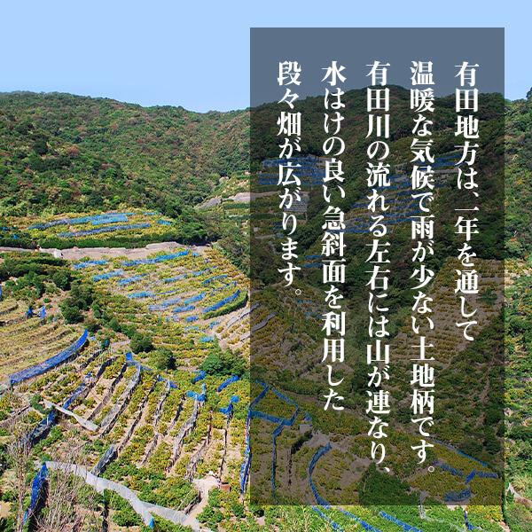 ※2025年度先行予約 訳あり それでも みかん  箱込 10kg (内容量9.2kg) サイズミックス Ｂ品 和歌山県産 有田みかん 産地直送 家庭用 ※2025年11月15日より出荷 |  | 07