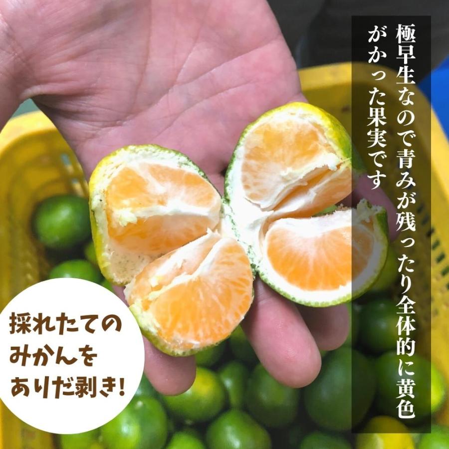 とにかく小玉 極早生 みかん 箱込 5kg ( 内容量 4.4kg ) 3S〜Sサイズ