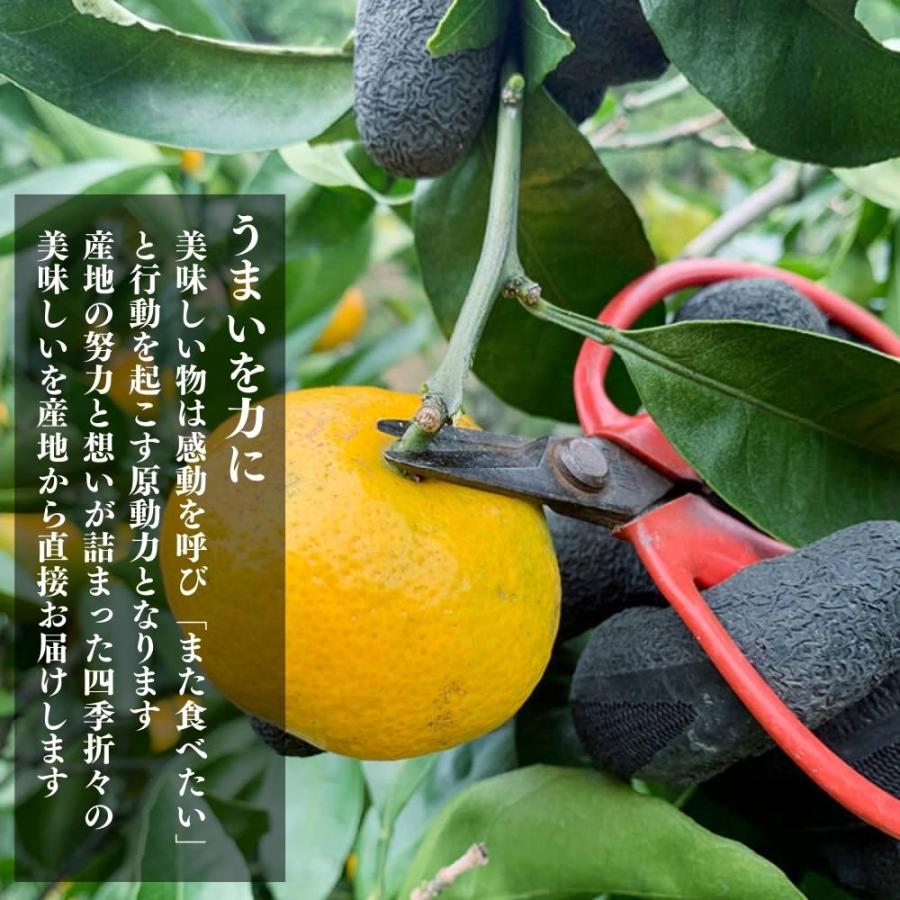 とにかく小玉 極早生 みかん 箱込 5kg ( 内容量 4.4kg ) 3S〜Sサイズ