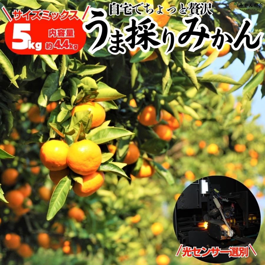 みかん うま採り 箱込約5kg (内容量4.4kg) 光センサー選別 みかんの会