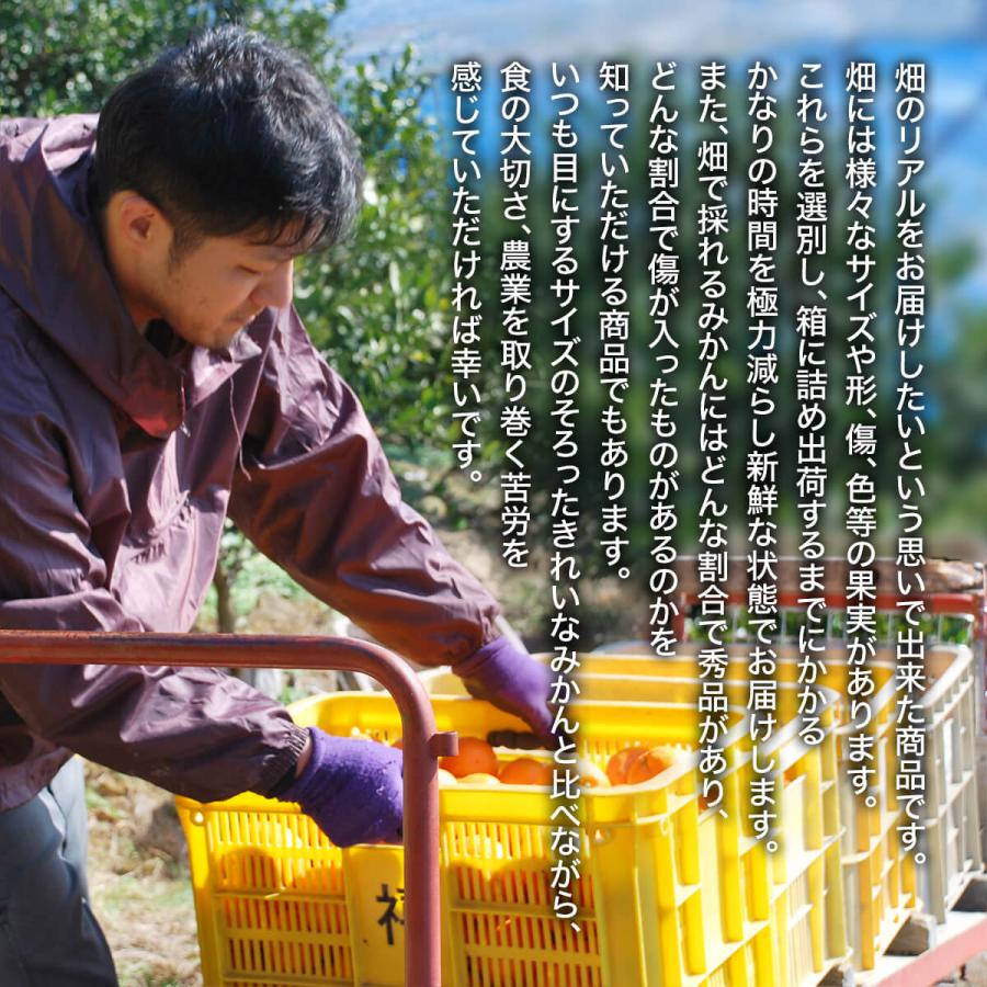 みかん 山から直送 箱込 10kg 7.5kg 5kg 2.5kg 1kg 600g 鮮度優先