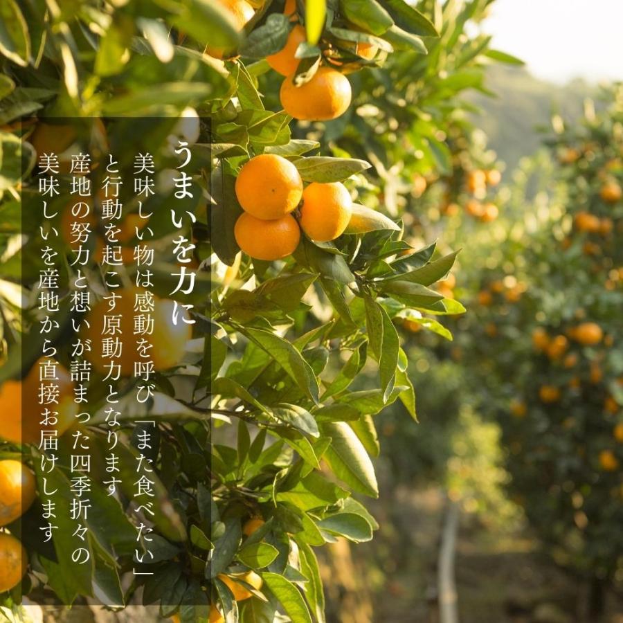 楽天市場】【予約】 極早生 みかん 山から直送 箱込 10kg (内容