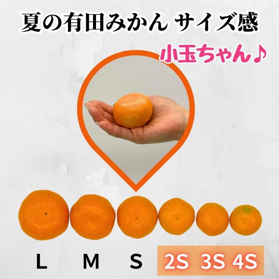 【先行予約】 ハウスみかん 小玉ちゃん 温室栽培 夏の有田みかん 1kg 秀品 2S サイズ以下 和歌山県産 産地直送 2025年5月中旬より出荷 |  | 03