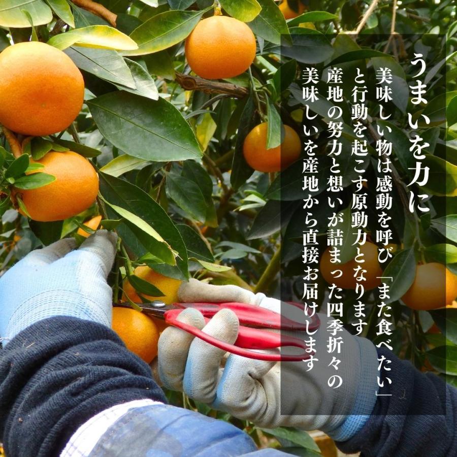 【先行予約】 ハウスみかん 小玉ちゃん 温室栽培 夏の有田みかん 1kg 秀品 2S サイズ以下 和歌山県産 産地直送 2025年5月中旬より出荷 |  | 05