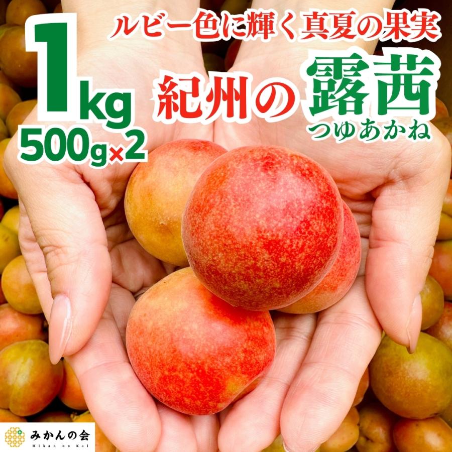 和歌山 露茜 梅 2L お得な 5kg 楽天市場】露 茜 梅の通販