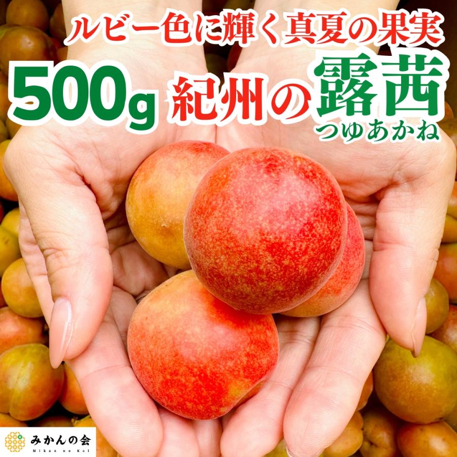 冷凍 露茜 500g 国産 梅 和歌山県産 紀州有田 クール便 【みかんの会 