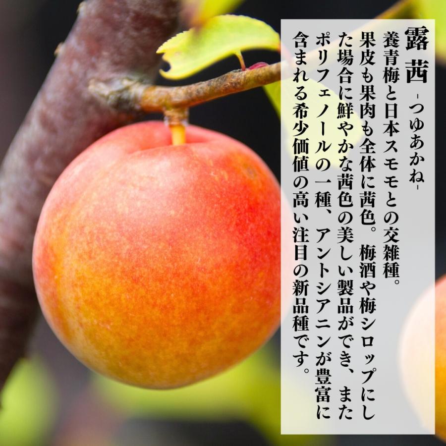 冷凍 露茜 500g 国産 梅 和歌山県産 紀州有田 クール便 【みかんの会 