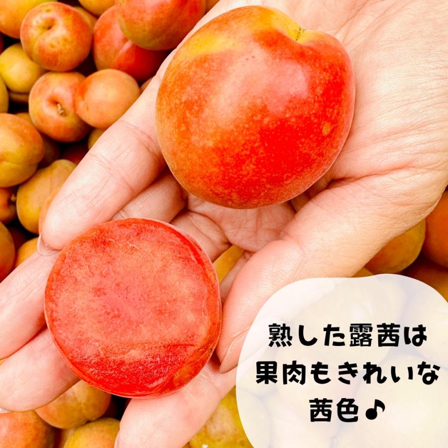 冷凍 露茜 500g 国産 梅 和歌山県産 紀州有田 クール便 【みかんの会 