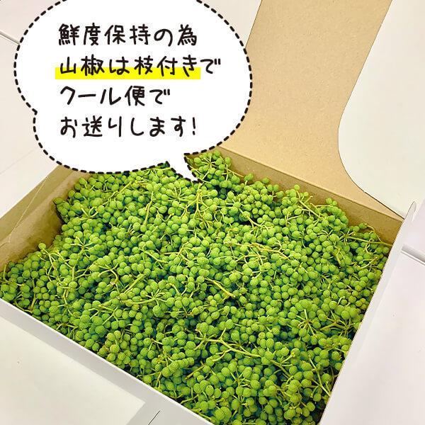 ぶどう山椒 1kg(500g×2箱）実山椒 生山椒 和のスパイス 痺れる辛さ 和歌山県産 産地直送 クール便対応｜mikannokai｜04