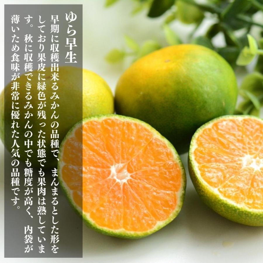 2025年度先行予約※ 山から直送 ゆら早生 みかん 箱込 10kg