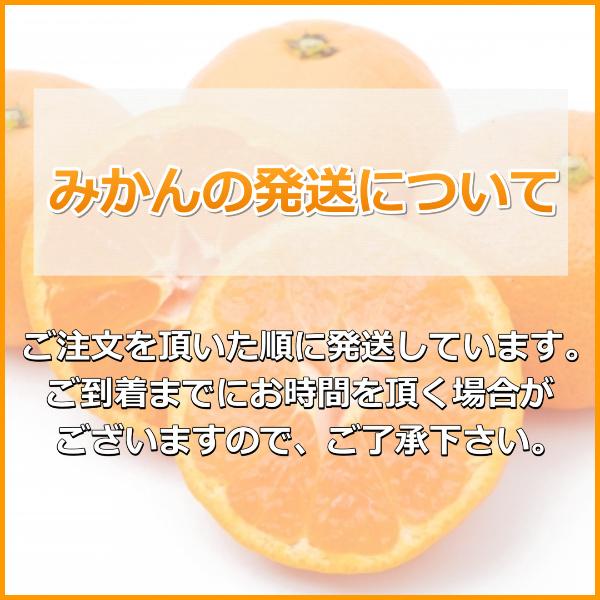 三ケ日みかん贈答用青島Mサイズ（5kg） |  | 03