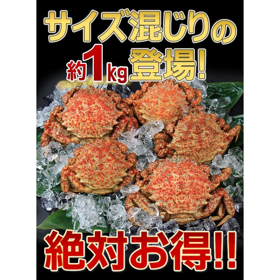 春の味覚！ 青森産トゲクリガニ (1kg：特大サイズ〜中サイズ混じり