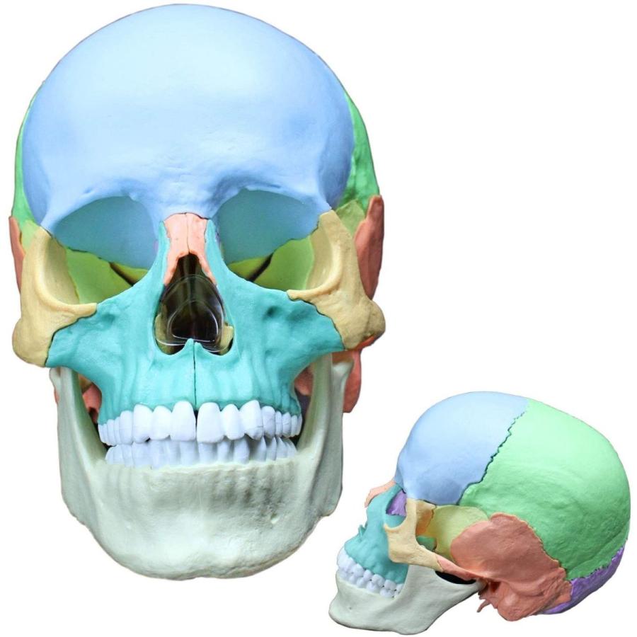 ERLER ZIMMER 頭蓋骨模型-