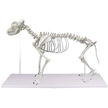 ローボード ERLER ZIMMER (エルラージマー社) 犬 骨格模型 標本 骨格 関節可動 実物大 獣医学 動物解剖 犬解剖 ドッグ モデル アニマ 【LWH1623410091】(58016円)