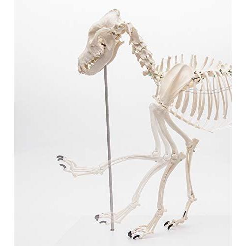 ローボード ERLER ZIMMER (エルラージマー社) 犬 骨格模型 標本 骨格 関節可動 実物大 獣医学 動物解剖 犬解剖 ドッグ モデル アニマ 【LWH1623410091】(58016円)
