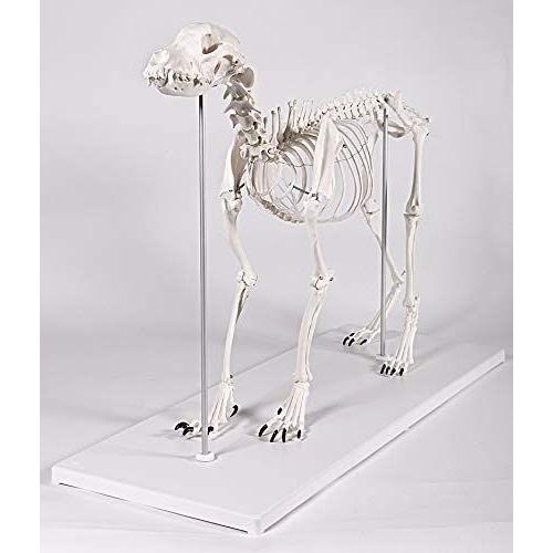 ローボード ERLER ZIMMER (エルラージマー社) 犬 骨格模型 標本 骨格 関節可動 実物大 獣医学 動物解剖 犬解剖 ドッグ モデル アニマ 【LWH1623410091】(58016円)