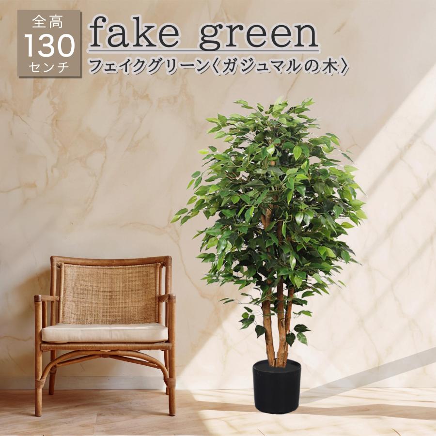 ガジュマルの木 高さ約2メートル ガジュマル | 天使が宿る木 - 観葉植物専門店cocoha（ココハ）｜観葉