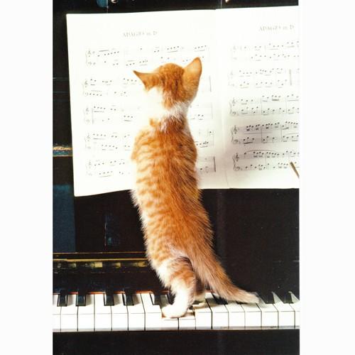 猫のバースデーカード ピアノを弾いて Ltl 猫雑貨mimikobo 通販 Yahoo ショッピング