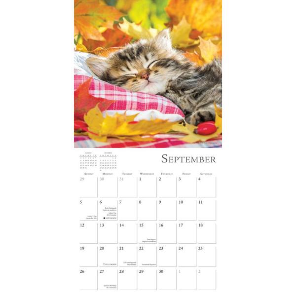 21猫カレンダー 居眠りニャンコ Rsv 猫雑貨mimikobo 通販 Yahoo ショッピング