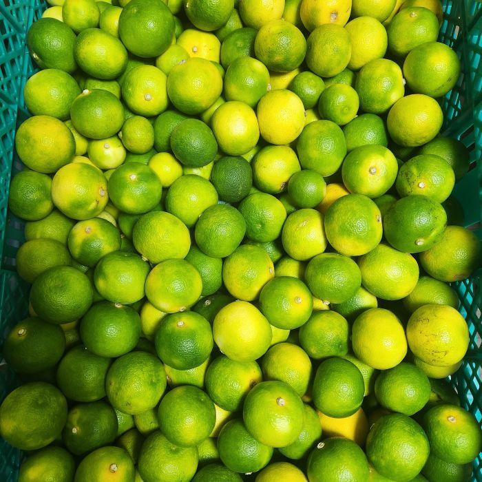 すだち様 贈答用におすすめ！ 秀品 すだち