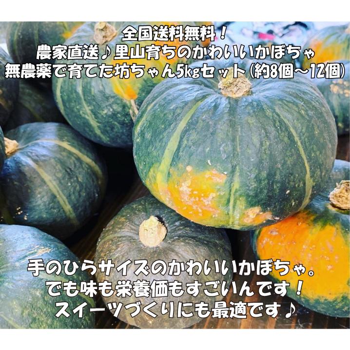 全国送料無料♪農家直送！里山育ちのかわいいかぼちゃ 無農薬 坊ちゃん 5kgセット（8個〜12個）｜minakuchi-farm