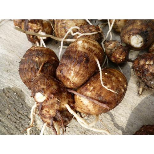 農家直送 里山育ちの無農薬さといも 大野芋 3kgセット 泥付き 滋賀県web物産展 Satoimo みなくちファーム 通販 Yahoo ショッピング