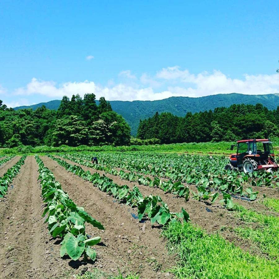 農家直送 里山育ちの無農薬さといも 大野芋 3kgセット 泥付き 滋賀県web物産展 Satoimo みなくちファーム 通販 Yahoo ショッピング