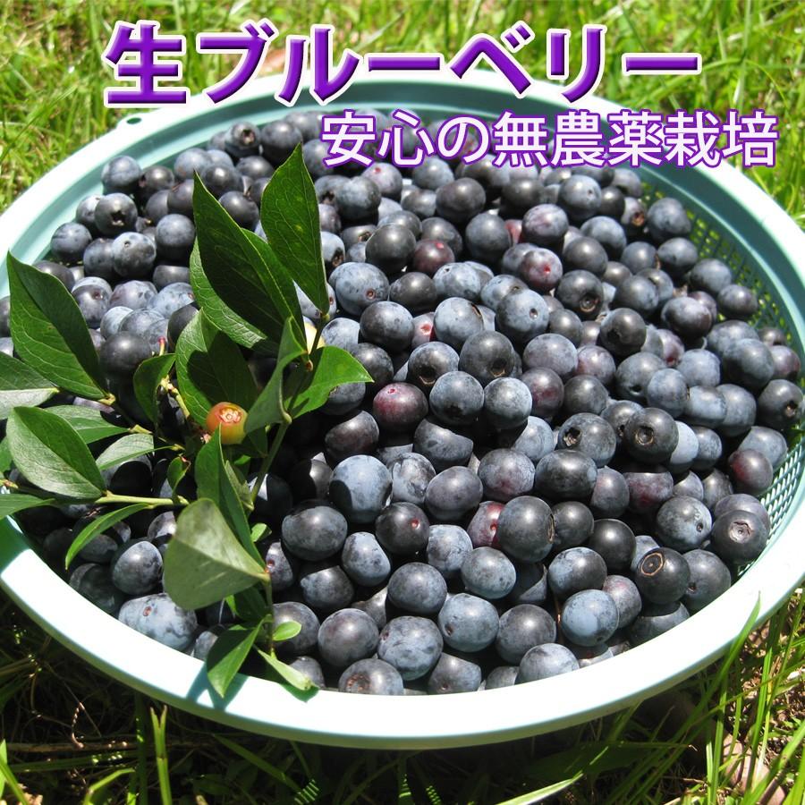予約販売】国産、無農薬、生ブルーベリー1kg 6月〜8月中旬頃 予約販売】国産、無農薬、生ブルーベリー1kg 6月〜8月中旬頃